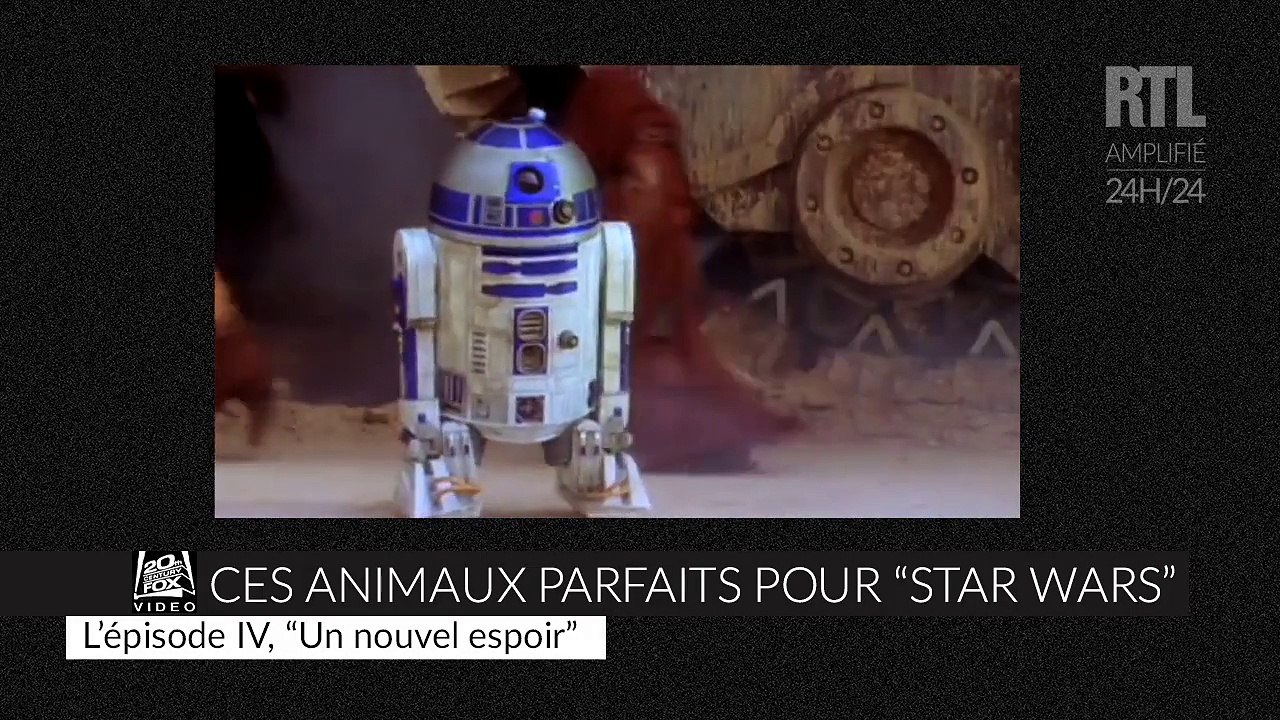 Ces animaux qui auraient pu jouer dans "Star Wars"