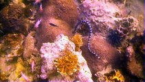Thailand Scuba Diving - Ko Tao Crystal Dive Resort