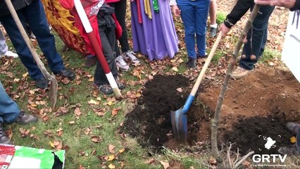 la plantation des mais à Sauveterre-De-Rouergue