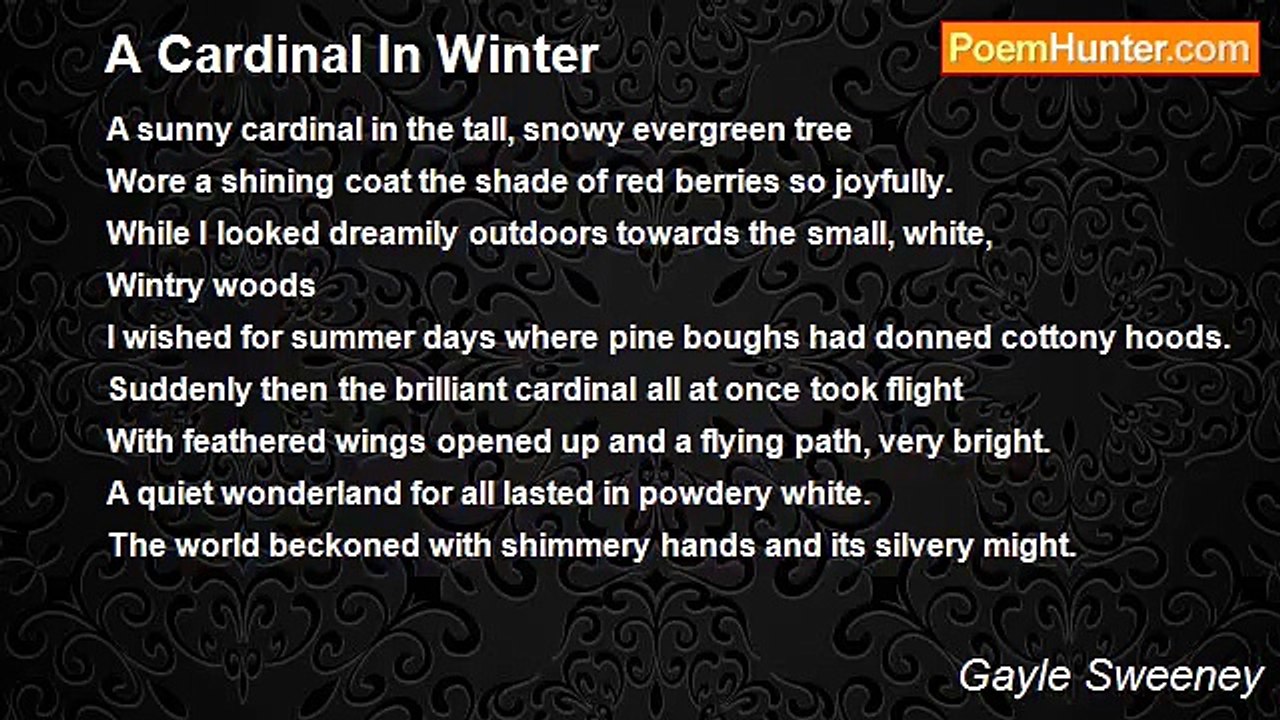 Gayle Sweeney - A Cardinal In Winter