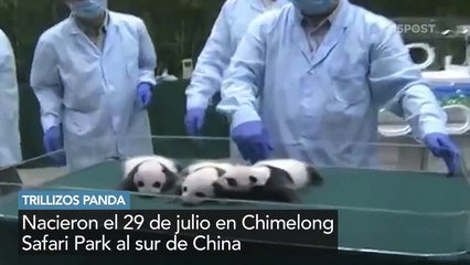 ¡Cachorritos panda que te harán morir de la ternura!