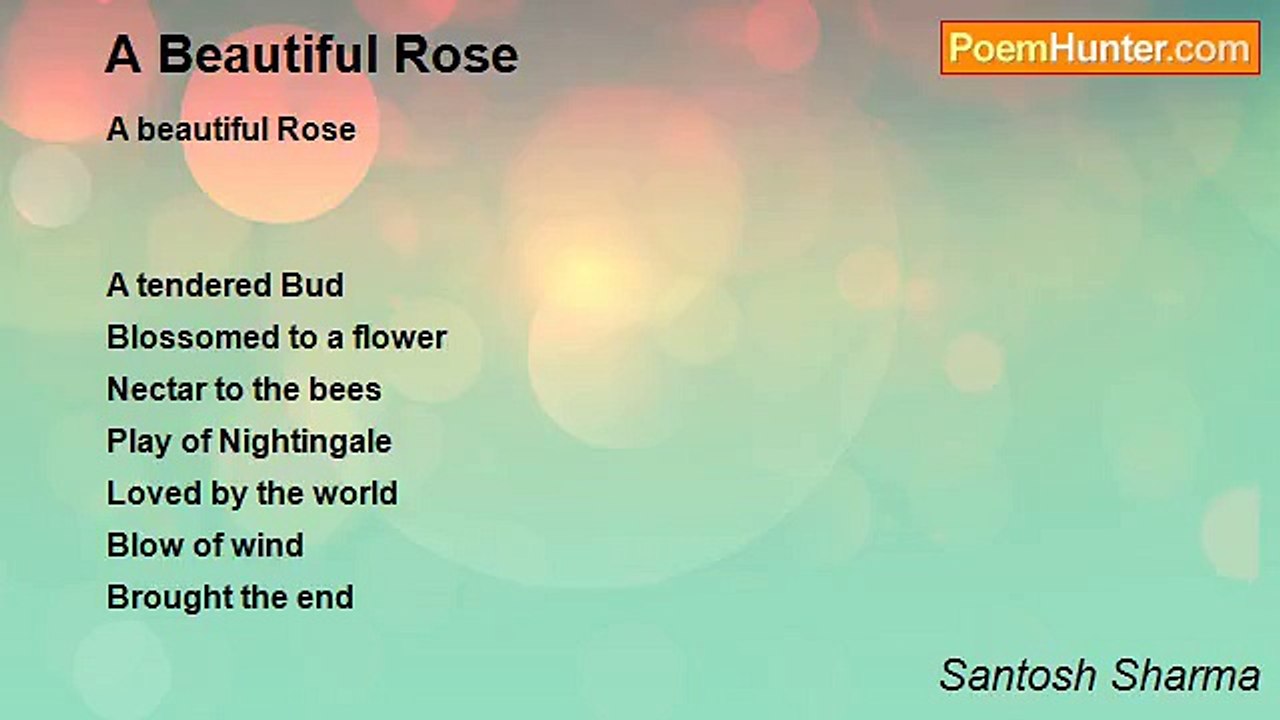 Santosh Sharma - A Beautiful Rose