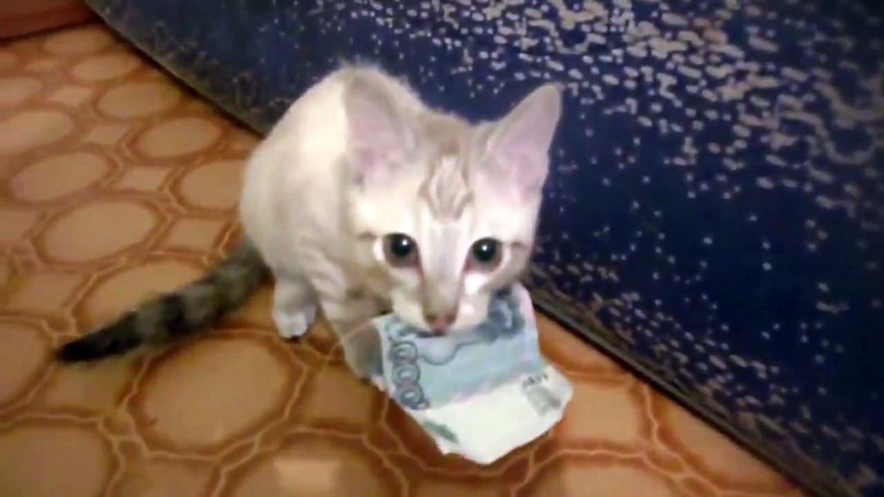 Un chat qui aime un peu trop l'argent...