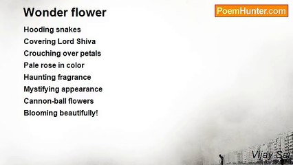 Vijay Sai - Wonder flower