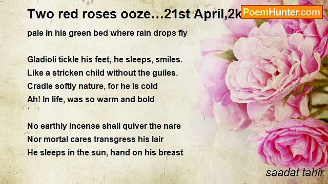 saadat tahir - Two red roses ooze…21st April,2k11
