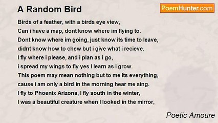 Poetic Amoure - A Random Bird