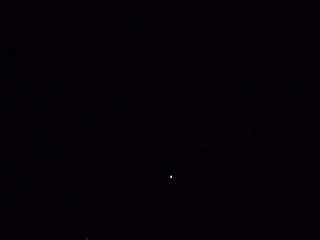 Perturbée par les ultrasons d'une rivale, une chauve-souris rate sa proie