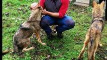 Denuncian el trato a los lobos capturados en Belmonte, Asturias