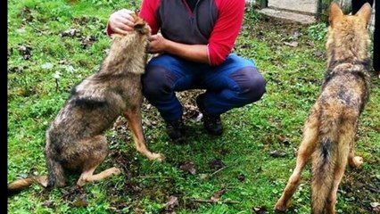 Denuncian el trato a los lobos capturados en Belmonte, Asturias
