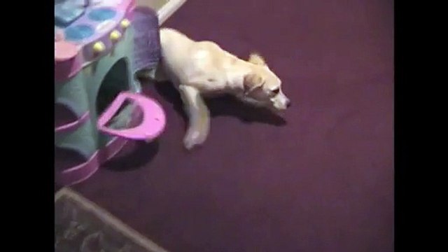 [+18 ~ Sexy Funny Girl]White Labrador Squirms On Floor
