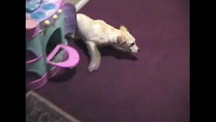 [+18 ~ Sexy Funny Girl]White Labrador Squirms On Floor