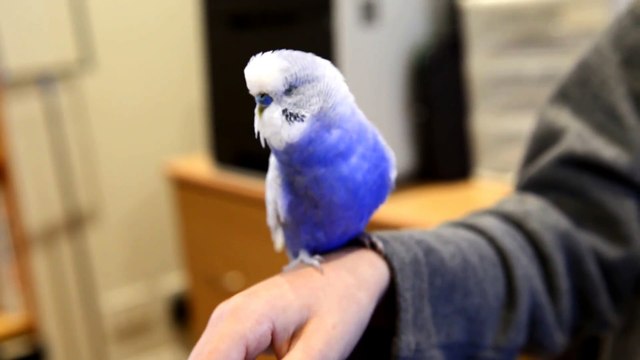 Un perroquet imite R2-D2 - Oiseau en mode Star Wars!