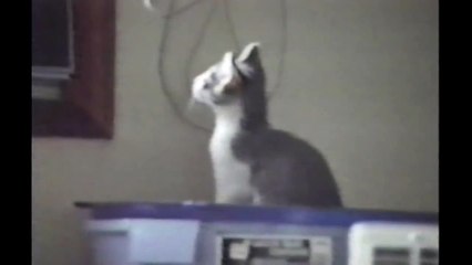 [+18 ~ Sexy Funny Girl]Kitten Fails