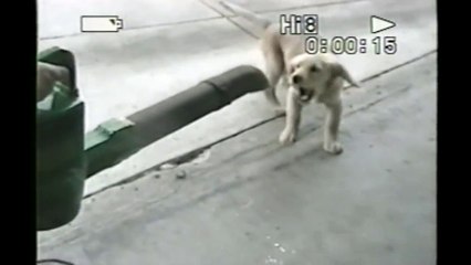 [+18 ~ Sexy Funny Girl]Puppy Vs. Leafblower