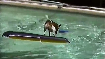 [+18 ~ Sexy Funny Girl]Dog Surfs Across Pool