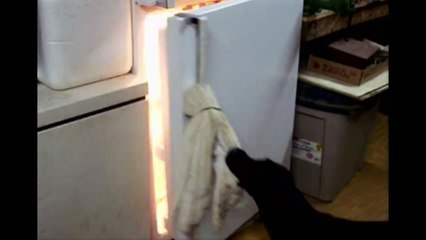 [+18 ~ Sexy Funny Girl]Labrador Gets Stuck In The Fridge