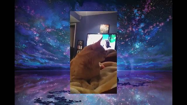 [+18 ~ Sexy Funny Girl]Funny Cats Video - Funny Cat Videos Ever- Funny Videos 2014 - Funny Animals Funny Animal Videos(1)