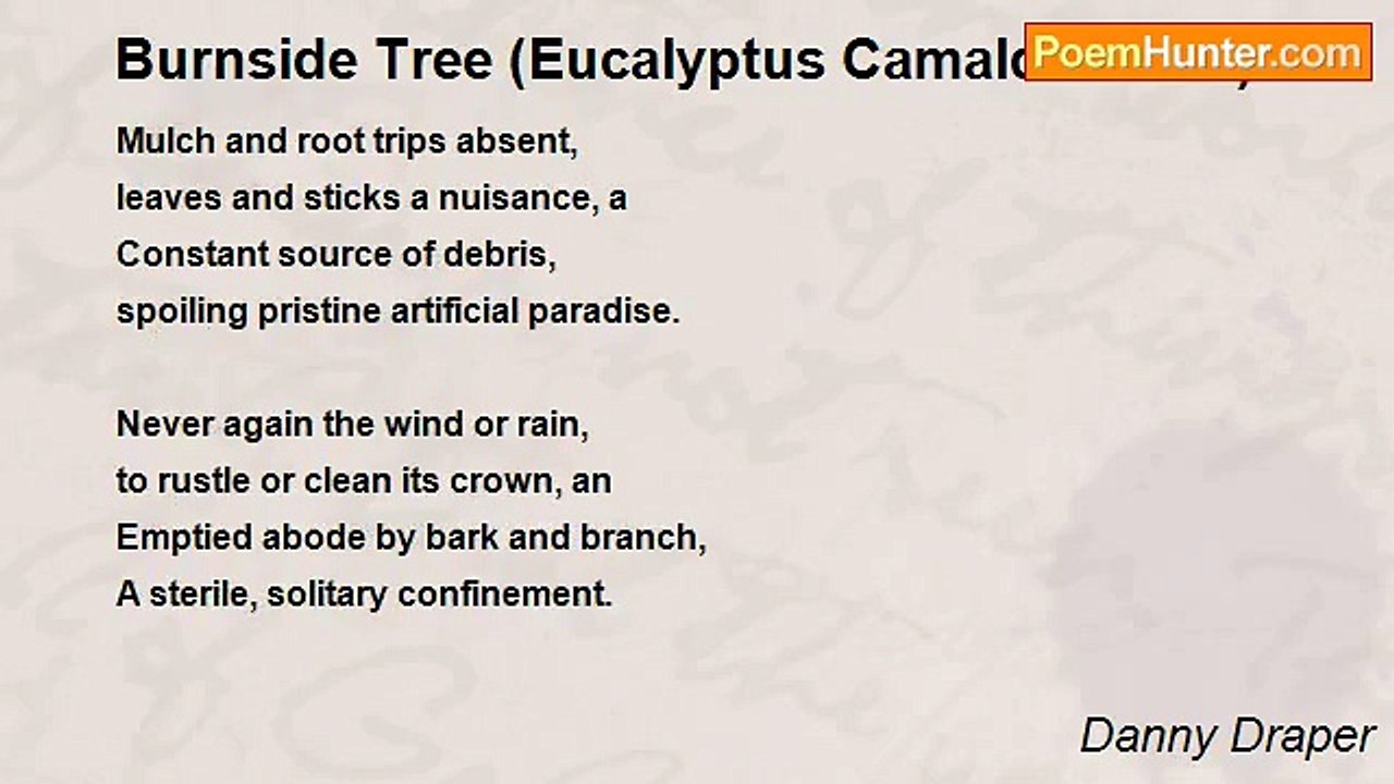 Danny Draper - Burnside Tree (Eucalyptus Camaldulensis)
