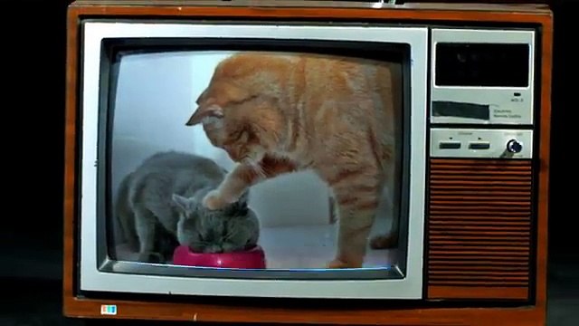 Ses potes lui font croire qu'il va faire du saut à l'élastique