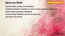 Shaukat Ali - Sparrow Bath
