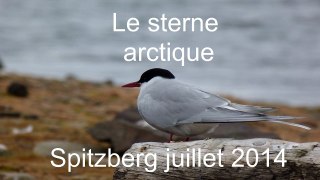 Le sterne arctique - Spitzberg 2014