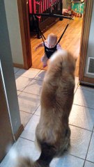 Dog teaching baby to jump