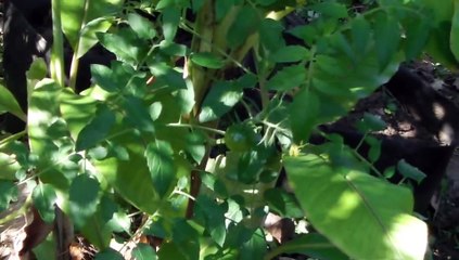 20141110梅畑南バナナ_豌豆1