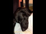 Sweet snoring black labrador Simmy wakes up with a jolt.