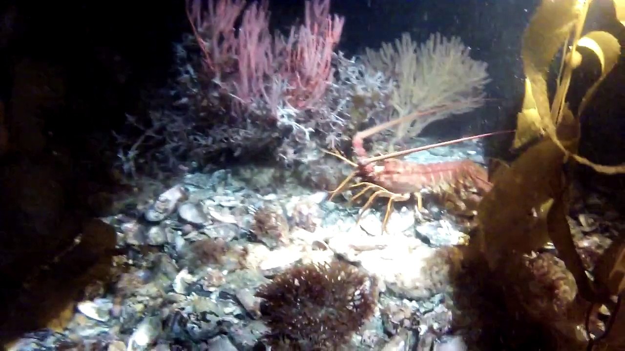 Difficile pêche au homard