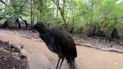 Un oiseau-lyre imite le bruit d'un pistolet laser