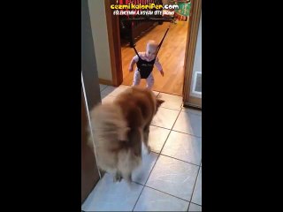Bebeğe Nasıl Zıplayacağını Gösteren Köpek