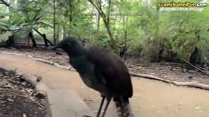 Eski Oyuncak Tabancalar Gibi Ses Çıkaran Kuş