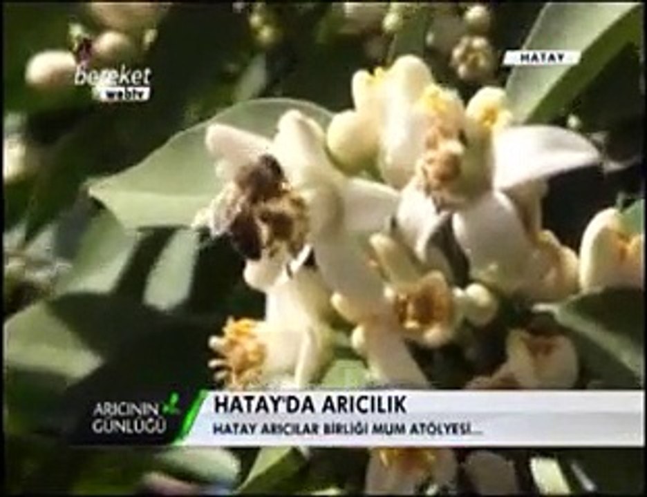 Bal Arıcılığı - Hatay Balı ve Hatay Arıcıları - 3. Bölüm