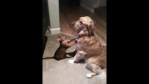 [ 18 ~ Sexy Funny Girl]Cutest Cat And Dog Video Ever