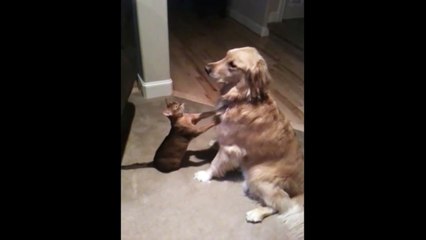 [+18 ~ Sexy Funny Girl]Cutest Cat And Dog Video Ever