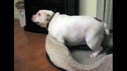 [+18 ~ Sexy Funny Girl]Bulldog Loves His Bed