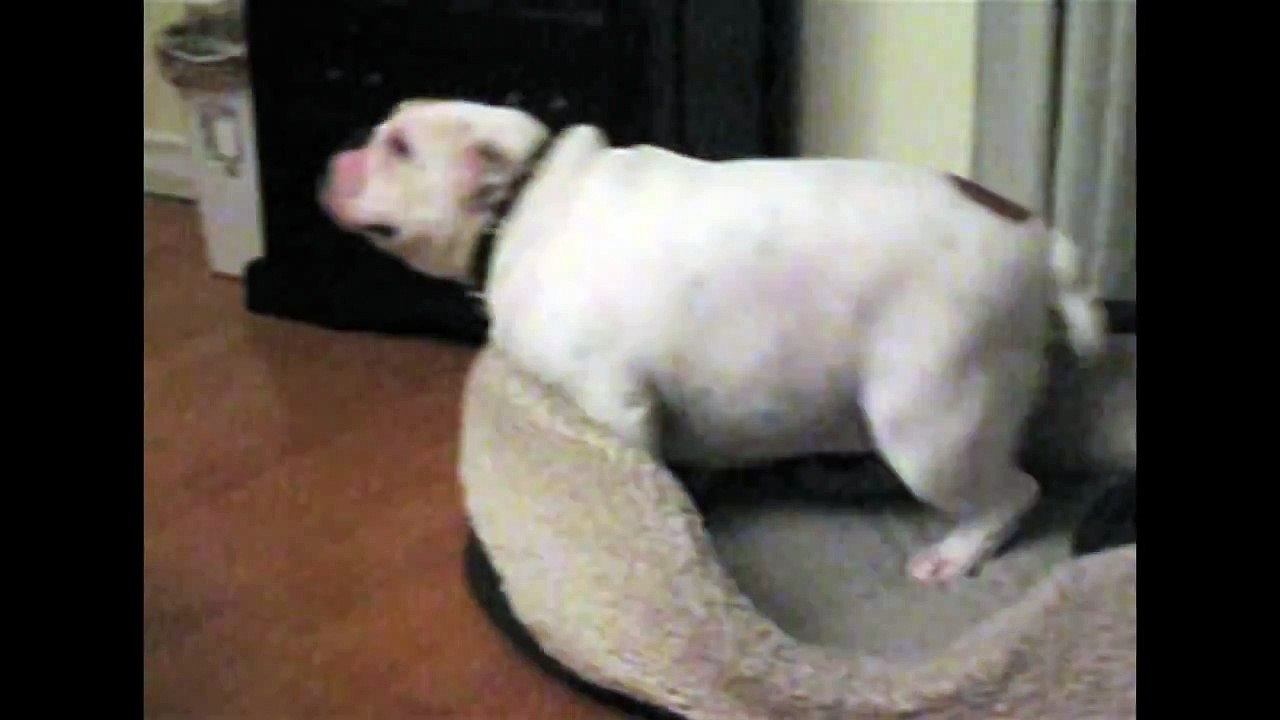 [+18 ~ Sexy Funny Girl]Bulldog Loves His Bed