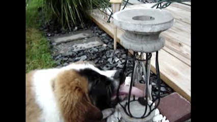 [+18 ~ Sexy Funny Girl]Musical Puppy