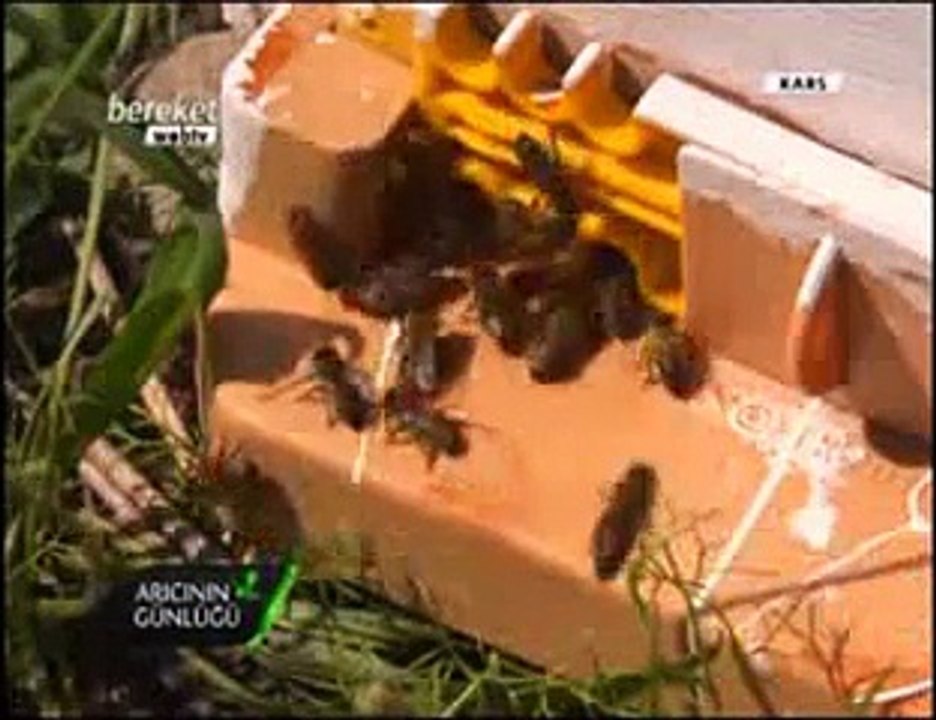 Bal Arıcılığı - Kars ve Ağrıda Arıcılık ve Bal Üretimi- 9. Bölüm