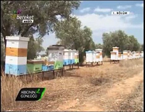 Bal Arıcılığı - Kıbrısta Arıcılık -10. Bölüm