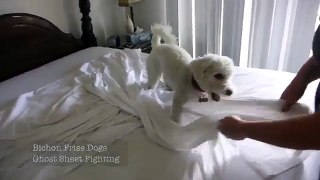 Bichon Frise Dogs Playing Rough with his brother in Bed