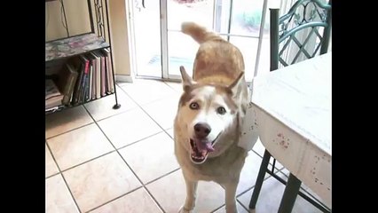[+18 ~ Sexy Funny Girl]Huskies Are Awesome Compilation