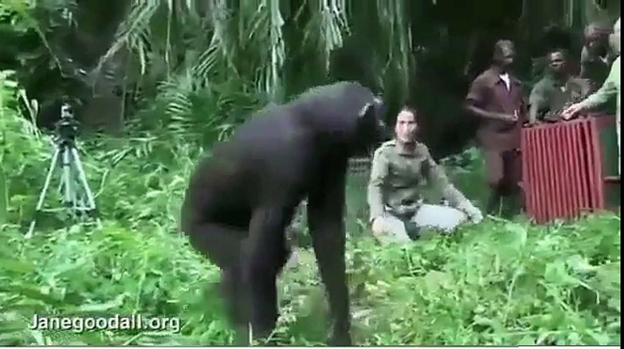 How Could Anyone Doubt Animals Don t Have Deep Emotions    Beautiful Moment