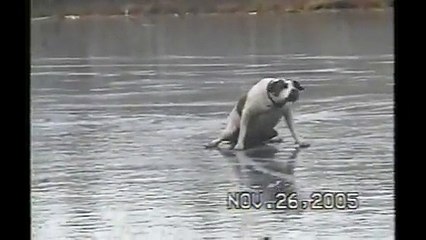 [+18 ~ Sexy Funny Girl]Dog On Slippery Ice