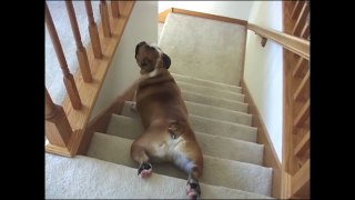 [+18 ~ Sexy Funny Girl]Bulldog's Lazy Stair Slide