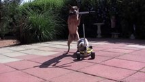 [ 18 ~ Sexy Funny Girl]Dog Pushes Cat On Scooter