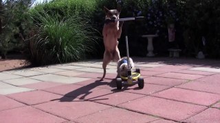 [+18 ~ Sexy Funny Girl]Dog Pushes Cat On Scooter