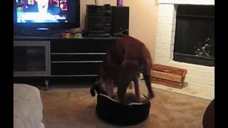 [+18 ~ Sexy Funny Girl]Big Dog In A Little Bed