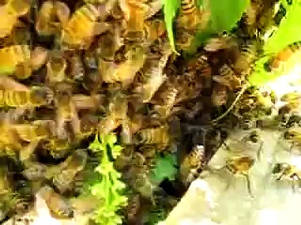 Arı Oğulu Kovana Nasıl Konulur