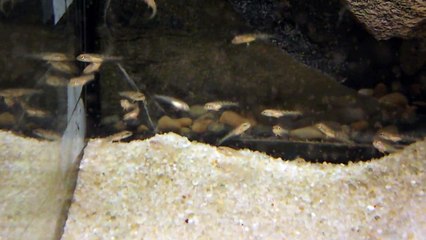 Alevins Teleocichla centrachus 11 novembre 2014